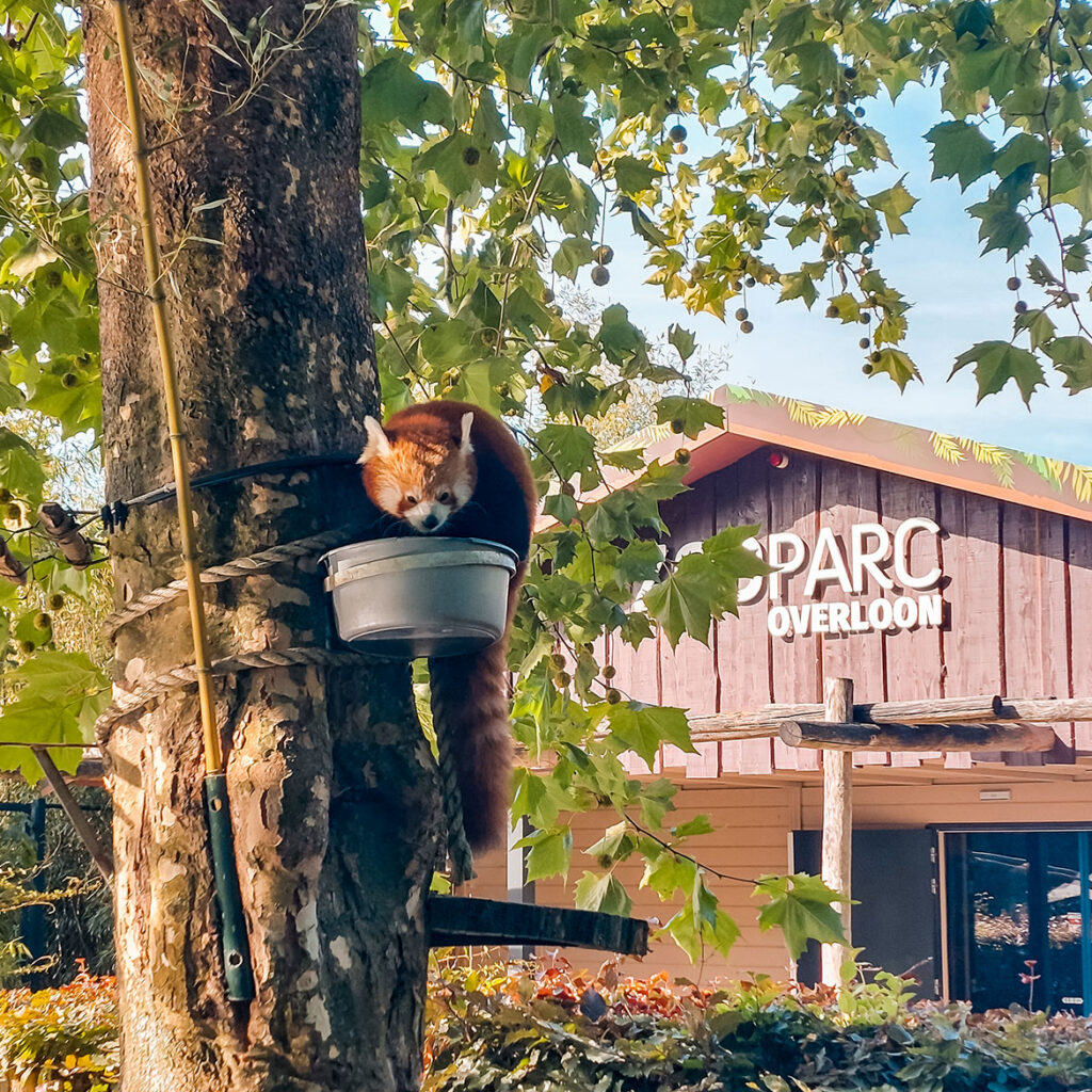 ZooParc Overloon with kids