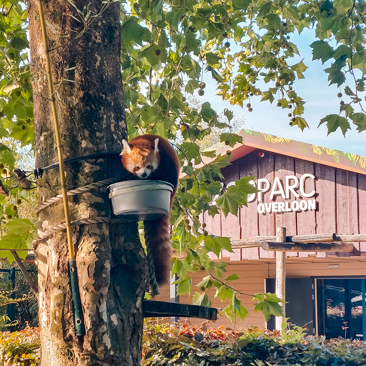 ZooParc Overloon with kids